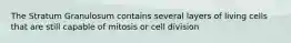 The Stratum Granulosum contains several layers of living cells that are still capable of mitosis or cell division