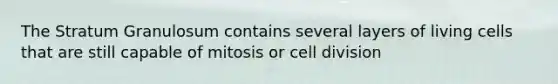 The Stratum Granulosum contains several layers of living cells that are still capable of mitosis or cell division