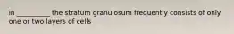 in __________ the stratum granulosum frequently consists of only one or two layers of cells