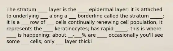 The stratum ____ layer is the ____ epidermal layer; it is attached to underlying ___ along a ___ borderline called the stratum _____; it is a ___ row of ___ cells continually renewing cell population, it represents the ____ keratinocytes; has rapid _____; this is where ____ is happening; about __-___% are ____ occasionally you'll see some ___ cells; only ___ layer thicki