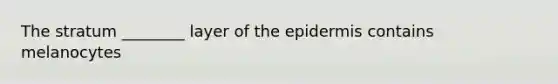 The stratum ________ layer of <a href='https://www.questionai.com/knowledge/kBFgQMpq6s-the-epidermis' class='anchor-knowledge'>the epidermis</a> contains melanocytes
