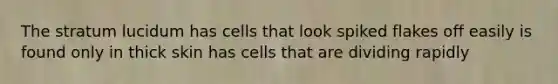 The stratum lucidum has cells that look spiked flakes off easily is found only in thick skin has cells that are dividing rapidly