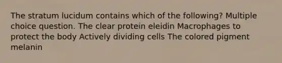 The stratum lucidum contains which of the following? Multiple choice question. The clear protein eleidin Macrophages to protect the body Actively dividing cells The colored pigment melanin