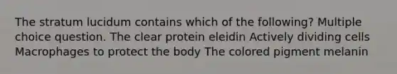 The stratum lucidum contains which of the following? Multiple choice question. The clear protein eleidin Actively dividing cells Macrophages to protect the body The colored pigment melanin