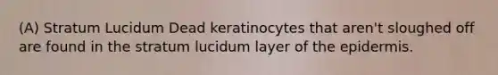 (A) Stratum Lucidum Dead keratinocytes that aren't sloughed off are found in the stratum lucidum layer of <a href='https://www.questionai.com/knowledge/kBFgQMpq6s-the-epidermis' class='anchor-knowledge'>the epidermis</a>.