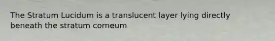 The Stratum Lucidum is a translucent layer lying directly beneath the stratum corneum