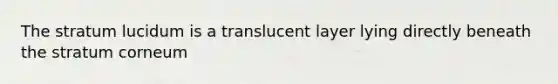 The stratum lucidum is a translucent layer lying directly beneath the stratum corneum