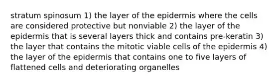 stratum spinosum 1) the layer of <a href='https://www.questionai.com/knowledge/kBFgQMpq6s-the-epidermis' class='anchor-knowledge'>the epidermis</a> where the cells are considered protective but nonviable 2) the layer of the epidermis that is several layers thick and contains pre-keratin 3) the layer that contains the mitotic viable cells of the epidermis 4) the layer of the epidermis that contains one to five layers of flattened cells and deteriorating organelles