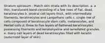 Stratum spinosum - Match skin strata with its description. a. a thin, translucent band consisting of a few rows of flat, dead, keratinocytes b. several cell layers thick, with intermediate filaments, keratinocytes and Langerhans cells c. single row of cells composed of keratinocyte stem cells, melanocytes, and Merkel cells d. three to five layers of flattened keratinocytes possessing filaments and keratohyaline and lamellated granules e. many cell layers of dead keratinocytes filled with keratin (outermost layer of skin)