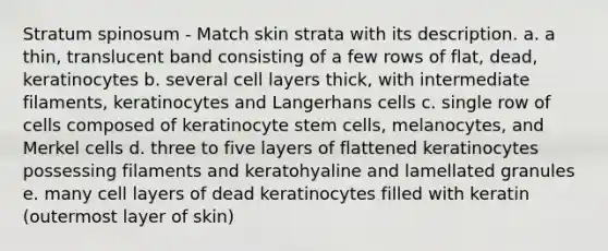 Stratum spinosum - Match skin strata with its description. a. a thin, translucent band consisting of a few rows of flat, dead, keratinocytes b. several cell layers thick, with intermediate filaments, keratinocytes and Langerhans cells c. single row of cells composed of keratinocyte stem cells, melanocytes, and Merkel cells d. three to five layers of flattened keratinocytes possessing filaments and keratohyaline and lamellated granules e. many cell layers of dead keratinocytes filled with keratin (outermost layer of skin)