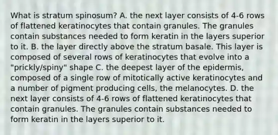 What is stratum spinosum? A. the next layer consists of 4-6 rows of flattened keratinocytes that contain granules. The granules contain substances needed to form keratin in the layers superior to it. B. the layer directly above the stratum basale. This layer is composed of several rows of keratinocytes that evolve into a "prickly/spiny" shape C. the deepest layer of the epidermis, composed of a single row of mitotically active keratinocytes and a number of pigment producing cells, the melanocytes. D. the next layer consists of 4-6 rows of flattened keratinocytes that contain granules. The granules contain substances needed to form keratin in the layers superior to it.