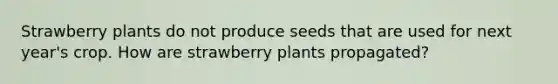 Strawberry plants do not produce seeds that are used for next year's crop. How are strawberry plants propagated?