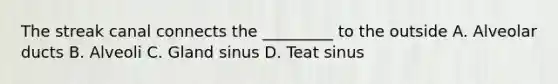 The streak canal connects the _________ to the outside A. Alveolar ducts B. Alveoli C. Gland sinus D. Teat sinus
