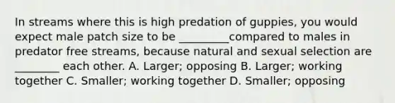 In streams where this is high predation of guppies, you would expect male patch size to be _________compared to males in predator free streams, because natural and sexual selection are ________ each other. A. Larger; opposing B. Larger; working together C. Smaller; working together D. Smaller; opposing