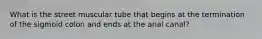 What is the street muscular tube that begins at the termination of the sigmoid colon and ends at the anal canal?