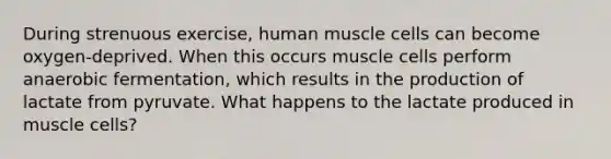 During strenuous exercise, human muscle cells can become oxygen-deprived. When this occurs muscle cells perform anaerobic fermentation, which results in the production of lactate from pyruvate. What happens to the lactate produced in muscle cells?