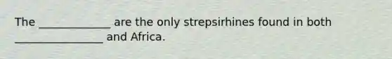 The _____________ are the only strepsirhines found in both ________________ and Africa.