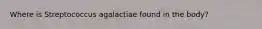 Where is Streptococcus agalactiae found in the body?