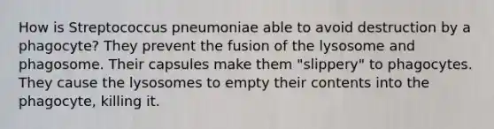 How is Streptococcus pneumoniae able to avoid destruction by a phagocyte? They prevent the fusion of the lysosome and phagosome. Their capsules make them "slippery" to phagocytes. They cause the lysosomes to empty their contents into the phagocyte, killing it.