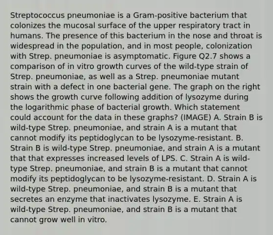 Streptococcus pneumoniae is a Gram-positive bacterium that colonizes the mucosal surface of the upper respiratory tract in humans. The presence of this bacterium in the nose and throat is widespread in the population, and in most people, colonization with Strep. pneumoniae is asymptomatic. Figure Q2.7 shows a comparison of in vitro growth curves of the wild-type strain of Strep. pneumoniae, as well as a Strep. pneumoniae mutant strain with a defect in one bacterial gene. The graph on the right shows the growth curve following addition of lysozyme during the logarithmic phase of bacterial growth. Which statement could account for the data in these graphs? (IMAGE) A. Strain B is wild-type Strep. pneumoniae, and strain A is a mutant that cannot modify its peptidoglycan to be lysozyme-resistant. B. Strain B is wild-type Strep. pneumoniae, and strain A is a mutant that that expresses increased levels of LPS. C. Strain A is wild-type Strep. pneumoniae, and strain B is a mutant that cannot modify its peptidoglycan to be lysozyme-resistant. D. Strain A is wild-type Strep. pneumoniae, and strain B is a mutant that secretes an enzyme that inactivates lysozyme. E. Strain A is wild-type Strep. pneumoniae, and strain B is a mutant that cannot grow well in vitro.