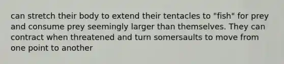 can stretch their body to extend their tentacles to "fish" for prey and consume prey seemingly larger than themselves. They can contract when threatened and turn somersaults to move from one point to another