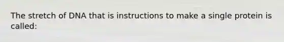 The stretch of DNA that is instructions to make a single protein is called: