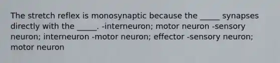 The stretch reflex is monosynaptic because the _____ synapses directly with the _____. -interneuron; motor neuron -sensory neuron; interneuron -motor neuron; effector -sensory neuron; motor neuron