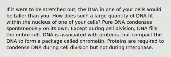 If it were to be stretched out, the DNA in one of your cells would be taller than you. How does such a large quantity of DNA fit within the nucleus of one of your cells? Pure DNA condenses spontaneously on its own. Except during cell division, DNA fills the entire cell. DNA is associated with proteins that compact the DNA to form a package called chromatin. Proteins are required to condense DNA during cell division but not during Interphase.