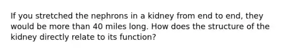 If you stretched the nephrons in a kidney from end to end, they would be more than 40 miles long. How does the structure of the kidney directly relate to its function?