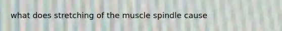 what does stretching of the muscle spindle cause