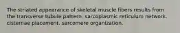 The striated appearance of skeletal muscle fibers results from the transverse tubule pattern. sarcoplasmic reticulum network. cisternae placement. sarcomere organization.