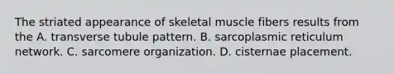 The striated appearance of skeletal muscle fibers results from the A. transverse tubule pattern. B. sarcoplasmic reticulum network. C. sarcomere organization. D. cisternae placement.