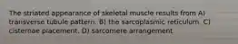 The striated appearance of skeletal muscle results from A) transverse tubule pattern. B) the sarcoplasmic reticulum. C) cisternae placement. D) sarcomere arrangement