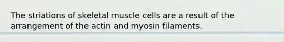 The striations of skeletal muscle cells are a result of the arrangement of the actin and myosin filaments.