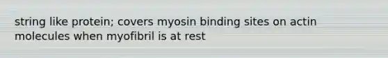 string like protein; covers myosin binding sites on actin molecules when myofibril is at rest