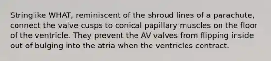 Stringlike WHAT, reminiscent of the shroud lines of a parachute, connect the valve cusps to conical papillary muscles on the floor of the ventricle. They prevent the AV valves from flipping inside out of bulging into the atria when the ventricles contract.