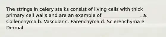 The strings in celery stalks consist of living cells with thick primary cell walls and are an example of ________________. a. Collenchyma b. Vascular c. Parenchyma d. Sclerenchyma e. Dermal