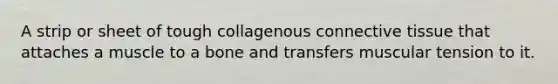A strip or sheet of tough collagenous connective tissue that attaches a muscle to a bone and transfers muscular tension to it.