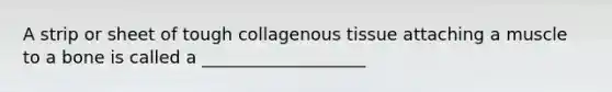 A strip or sheet of tough collagenous tissue attaching a muscle to a bone is called a ___________________