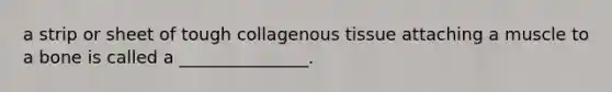 a strip or sheet of tough collagenous tissue attaching a muscle to a bone is called a _______________.