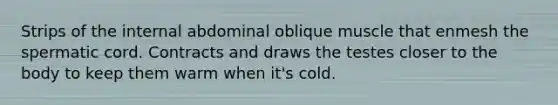 Strips of the internal abdominal oblique muscle that enmesh the spermatic cord. Contracts and draws the testes closer to the body to keep them warm when it's cold.