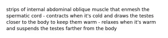 strips of internal abdominal oblique muscle that enmesh the spermatic cord - contracts when it's cold and draws the testes closer to the body to keep them warm - relaxes when it's warm and suspends the testes farther from the body