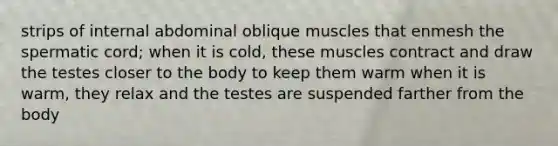 strips of internal abdominal oblique muscles that enmesh the spermatic cord; when it is cold, these muscles contract and draw the testes closer to the body to keep them warm when it is warm, they relax and the testes are suspended farther from the body