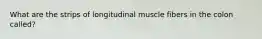 What are the strips of longitudinal muscle fibers in the colon called?