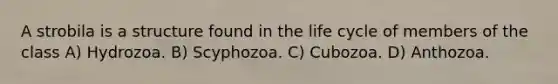 A strobila is a structure found in the life cycle of members of the class A) Hydrozoa. B) Scyphozoa. C) Cubozoa. D) Anthozoa.