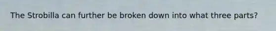 The Strobilla can further be broken down into what three parts?