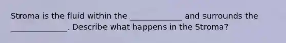 Stroma is the fluid within the _____________ and surrounds the ______________. Describe what happens in the Stroma?
