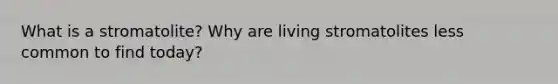 What is a stromatolite? Why are living stromatolites less common to find today?