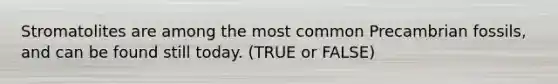 Stromatolites are among the most common Precambrian fossils, and can be found still today. (TRUE or FALSE)