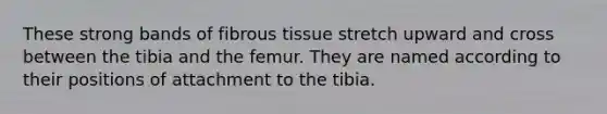 These strong bands of fibrous tissue stretch upward and cross between the tibia and the femur. They are named according to their positions of attachment to the tibia.